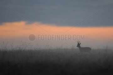 Roebuck in a meadow in the early morning France