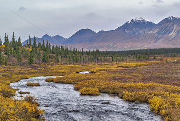 Nenana river arm in autumn  Denali Highway: from Paxson to Cantwell  Alaska  USA