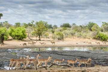 Black-faced Impala (Aepyceros melampus petersi)  group at the waterhole  Sabi Sands Private Reserve  South Africa