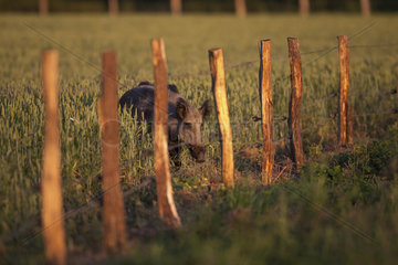 Wild boar (Sus scrofa) in a fenced cereal field  Ardennes  Belgium