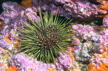 Purple sea urchin (Paracentrotus lividus) on the bottom  Tenerife  Canary Islands