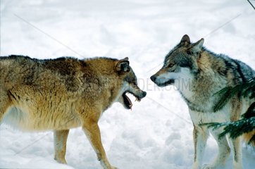 Scene of intimidation between two Wolves