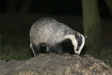 Badger smelling a rock Staffordshire United-Kingdom
