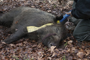 Wild boar (Sus scrofa) tagging  Ardennes  Belgium