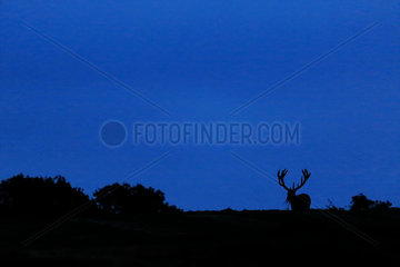 Red Deer (Cervus elaphus) silhouette of male at night  Ardennes  Belgium