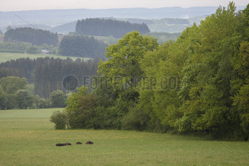 Wild boar (Sus scrofa) group in a meadow  Ardennes  Belgium