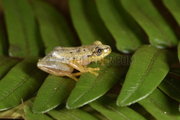 Spotted Madagascar Reed Frog (Heterixalus punctatus) with its daytime colors  Andasibe  Perinet  Alaotra-Mangoro Region  Madagascar
