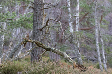 Red squirrel (Sciurus vulgaris) feeding in the caledonian forest  Scotland