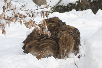 Wild boar (Sus scrofa) piglets in a snowy undergrowth  Ardennes  Belgium