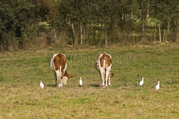 Kühe und Rinder -Reiher auf einer Wiese Frankreich
