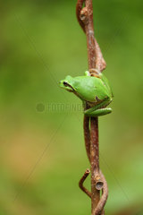 European tree frog (Hyla arborea)  Bulgaria