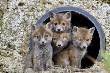 Red fox (Vulpes vulpes) youngs in a rainwater pipe collector  Doubs  Franche-Comte  France