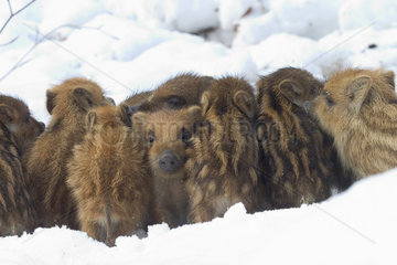 Wild boar (Sus scrofa) piglets huddled in a snowy undergrowth  Ardennes  Belgium