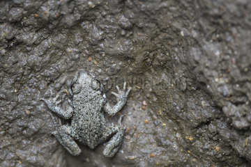 Young Common Midwife Toad (Alytes obstetricans) trapped in a deep hole dug in the ground and which he can not ascend  Auvergne  France