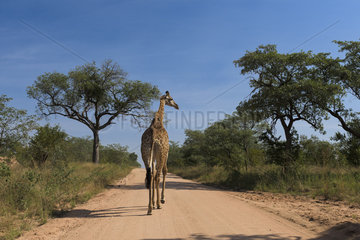 Giraffe (Giraffa Camelopardalis ) walking on the gravel road  Kruger park  South Africa