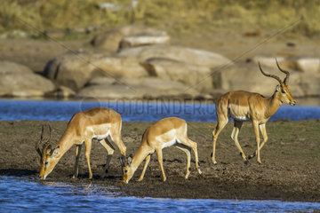 Common Impalas (Aepyceros melampus) in Kruger National park  South Africa
