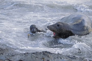 Eléphant de mer du Nord femelle et son nouveau né. Mexique