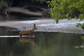 Roe deer (Capreolus capreolus) male crossing a small arm of the Loire in spring  Loire Valley  Burgundy  France