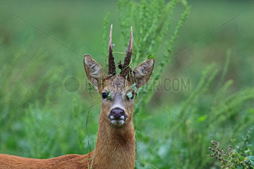 Roe deer (Capreolus capreolus) male during rut  Normandy  France