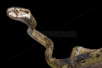 Portrait of Blunt-headed slug-eating snake (Aplopeltura boa) on black background