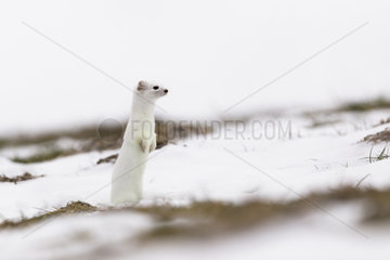 Ermine (mustela erminea ) in winter coats hunting in the grass  France