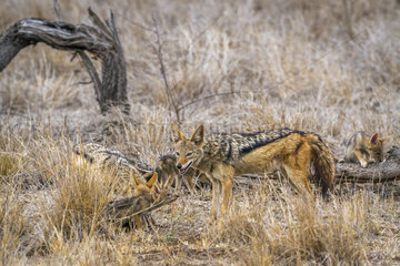 Black-backed jackal (Canis mesomelas) with young in Kruger National park  South Africa