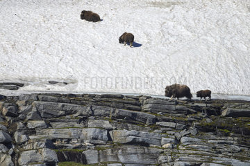 Muskox (Ovibos moschatus) and young in the snow  Quebec-Labrador Peninsula  Canada