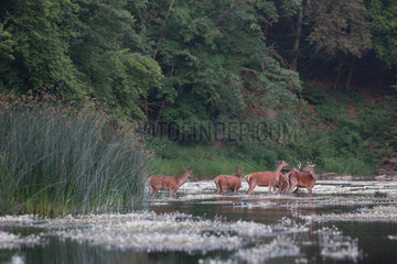 Red Deer (Cervus elaphus) group of hinds in a river  Ardennes  Belgium