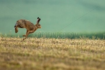 European hare running in a field Champagne France