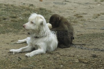 Pflege zwischen einem Hund und einem birmanischen Affen