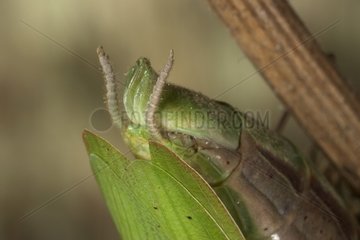 Large plan of the abdominal end of Praying mantis