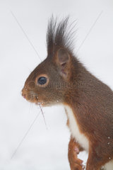 Portrait of Red squirrel (Sciurus vulgaris) in winter  Ardennes  Belgium