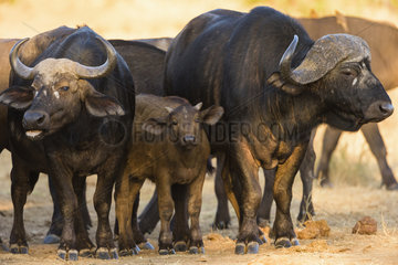 African Buffalo (Syncerus Caffer) and calf  South Africa  Kruger national park