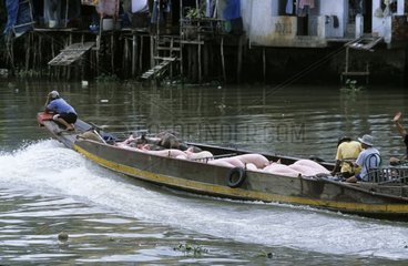 Fluvialtransport von Schweinen auf einem kleinen Boot Vietnam