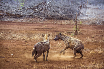 Spotted hyaena (Crocuta crocuta) fight in Kruger National park  South Africa