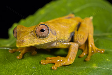 Map tree frog (Hypsiboas geographicus)