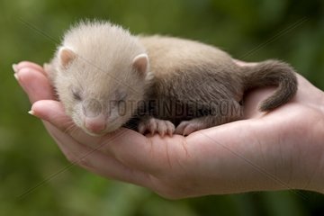 Young Ferret three-weeks old hand-held in Ferrets island