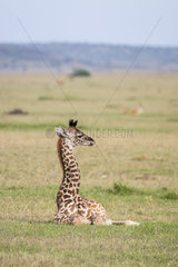 Masai giraffe (Giraffa camelopardalis tippelskirchi)  young resting  Masai-Mara National Reserve  Kenya