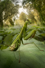 Praying mantis (Mantis religiosa) in a forest near the Po river  Luzzara  Reggio Emilia  northern Italy