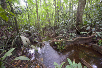 Dyeing poison frog (Dendrobates tinctorius) prime habitat  Bakhuis  Suriname