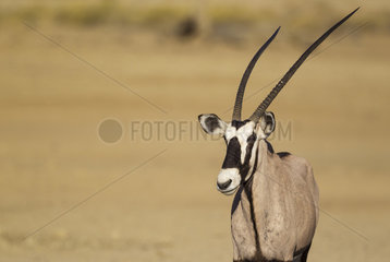 Gemsbok (Oryx gazella). Female. Kalahari Desert  Kgalagadi Transfrontier Park  South Africa.
