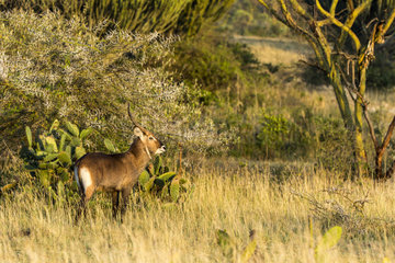 Defassa waterbuck (Kobus ellipsiprymnus)  male  Soysambu Reserve  Kenya
