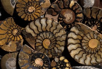 Ammonites sciées et polies Erfoud Maroc