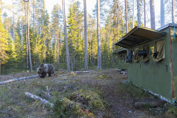 photography hide for Brown bear (Ursus arctos)  Kajaani  Kuhmo area  Finland