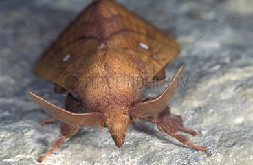 Portrait of a male Lappet moth