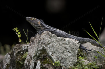 Black Spiny-tailed Iguana (Ctenosaura similis)  male  Panama  July