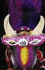 Decorated horns of a cow for spring celebration India