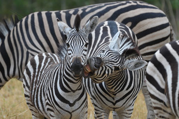 Chapman's zebra (Equus quagga chapmani) with young  Botswana