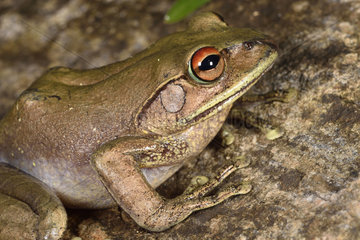 Goudot's Bright-eyed Frog (Boophis goudotii)  Andasibe  Perinet  Region Alaotra-Mangoro  Madagascar