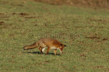 rotes Fox bei der Jagd -Vosges Frankreich